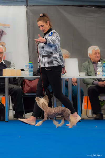 For Pets Cup – Veterán