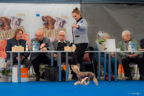 For Pets Cup – Veterán