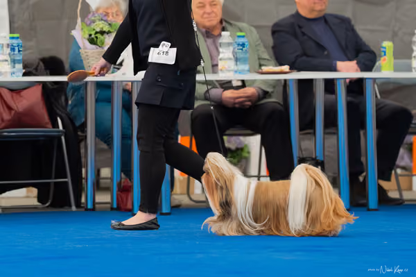 For Pets Cup – Veterán