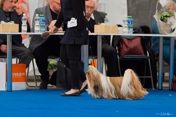 For Pets Cup – Veterán