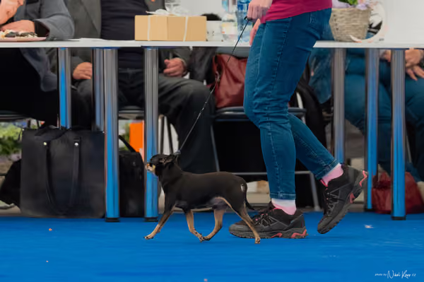 For Pets Cup – Veterán