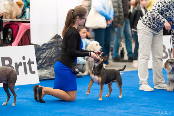 For Pets Cup – Veterán