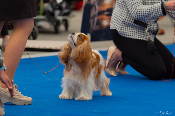 For Pets Cup – Veterán