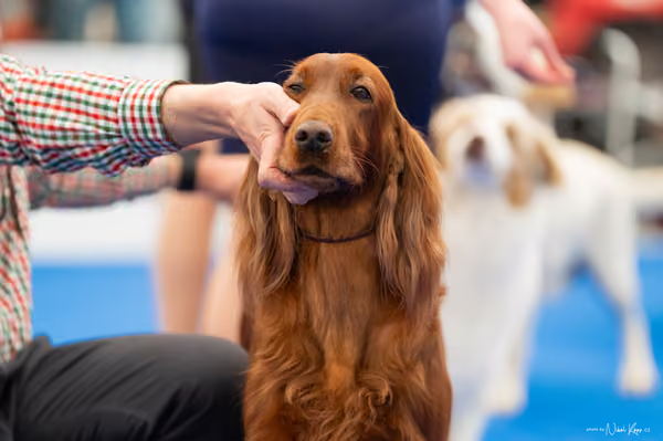For Pets Cup – Veterán