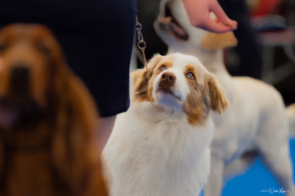 For Pets Cup – Veterán