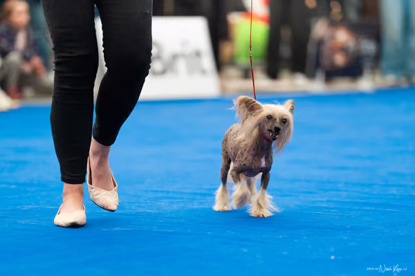 For Pets Cup – Veterán