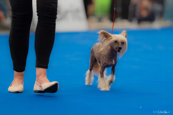 For Pets Cup – Veterán