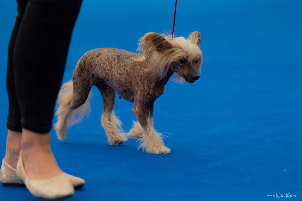 For Pets Cup – Veterán