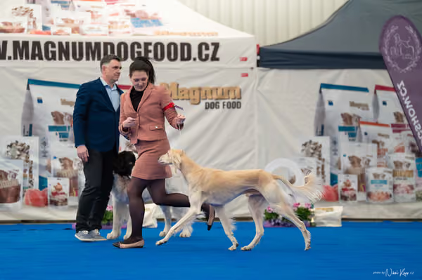 For Pets Cup – Veterán