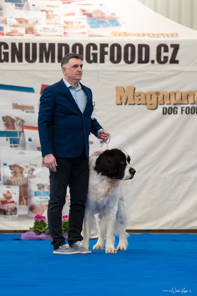 For Pets Cup – Veterán