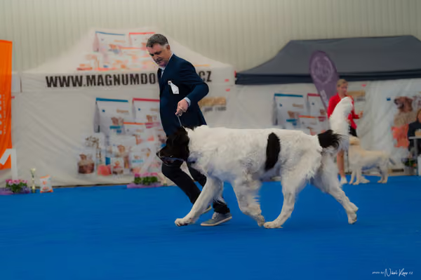 For Pets Cup – Veterán