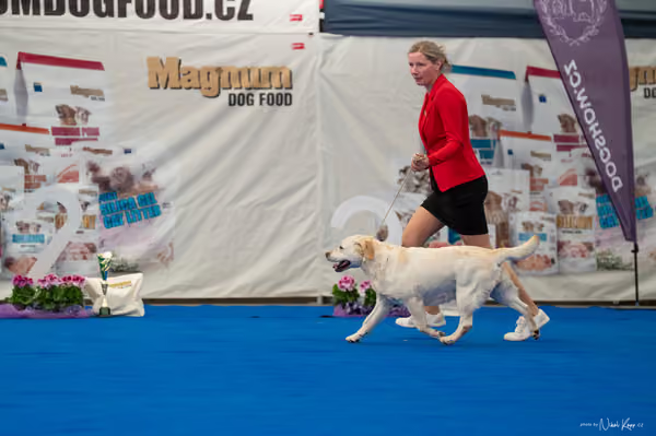For Pets Cup – Veterán