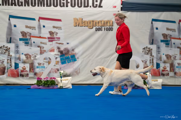 For Pets Cup – Veterán