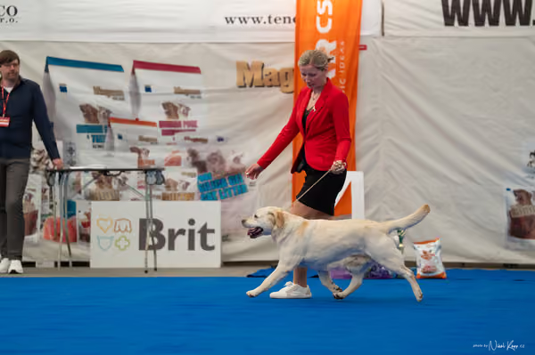 For Pets Cup – Veterán