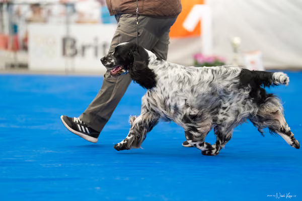 For Pets Cup – Veterán
