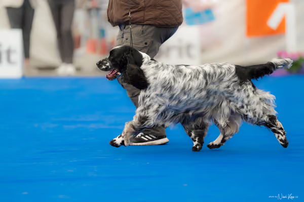 For Pets Cup – Veterán
