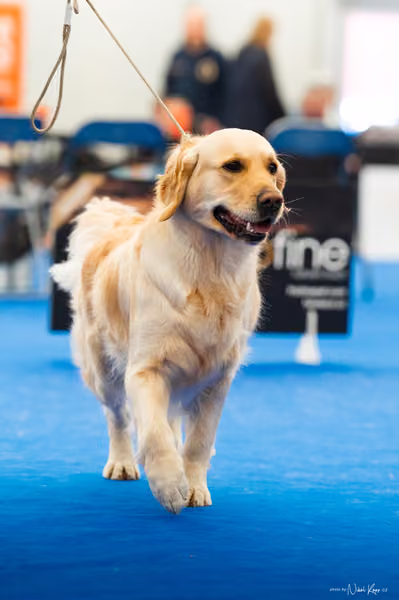 For Pets Cup — DSC01640