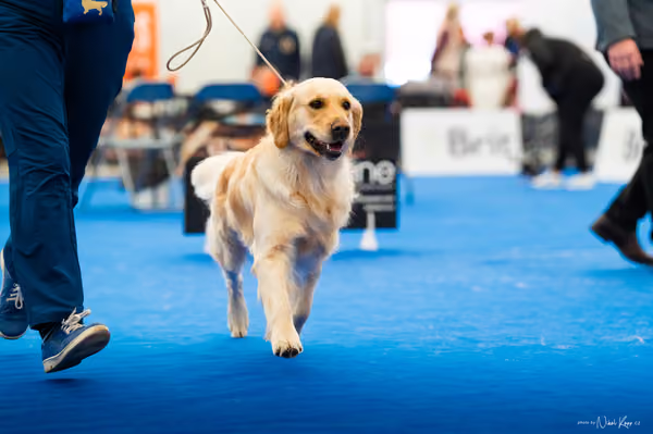 For Pets Cup — DSC01641
