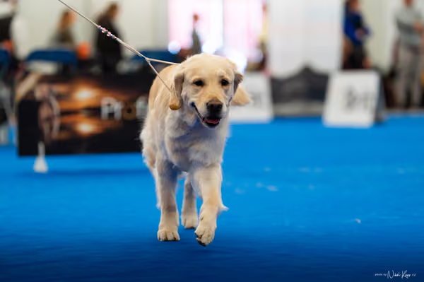 For Pets Cup — DSC01659