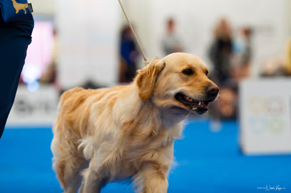 For Pets Cup — DSC01663