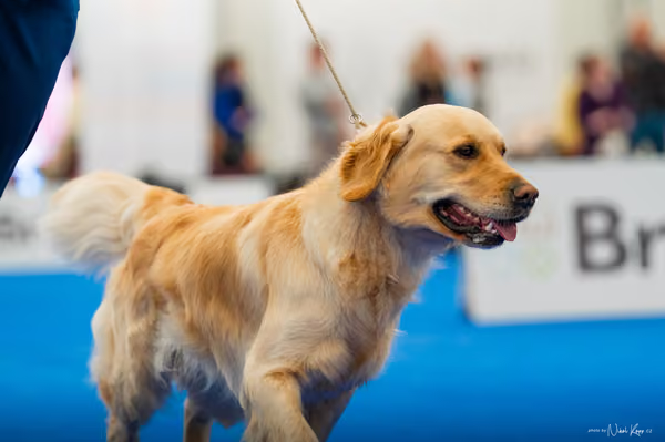 For Pets Cup — DSC01665