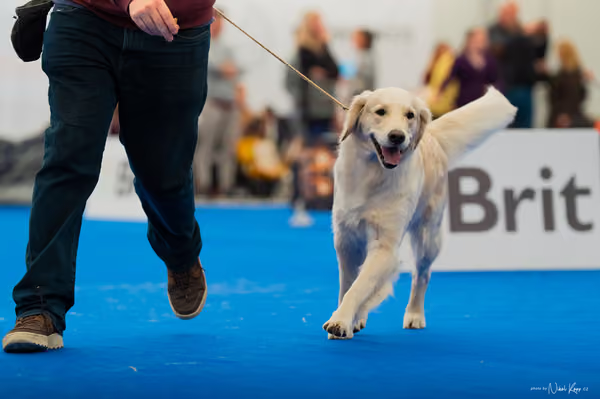 For Pets Cup — DSC01668