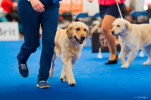 For Pets Cup — DSC01670