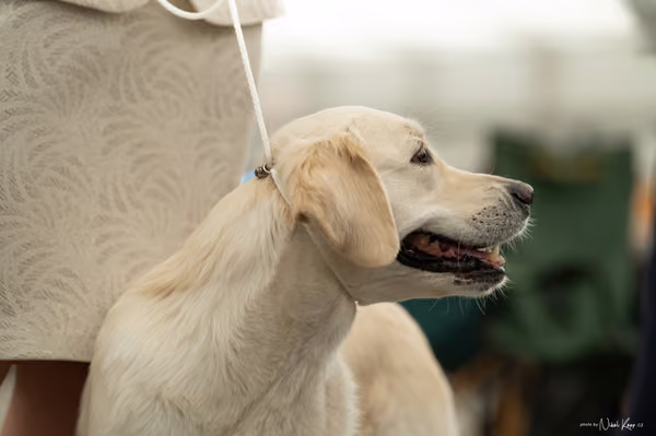 For Pets Cup – KRUH 4