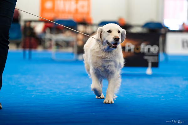 For Pets Cup – KRUH 4