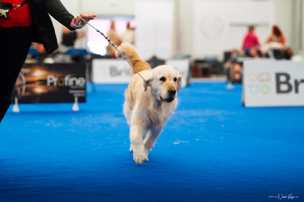 For Pets Cup – KRUH 4
