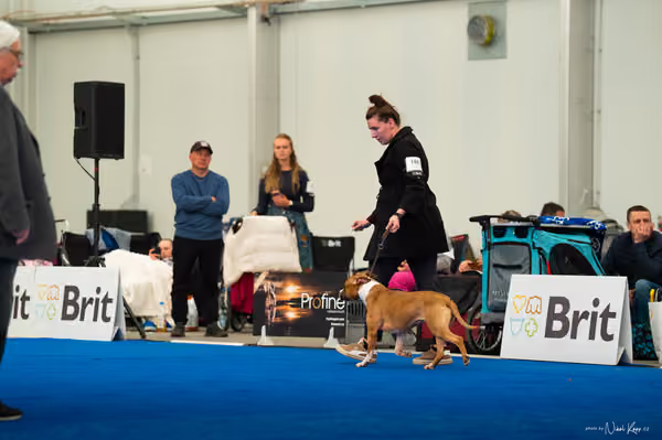 For Pets Cup – DOSPĚLÝ