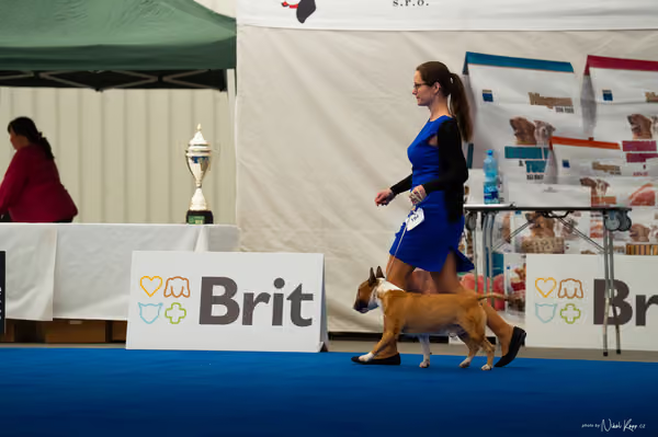 For Pets Cup – DOSPĚLÝ