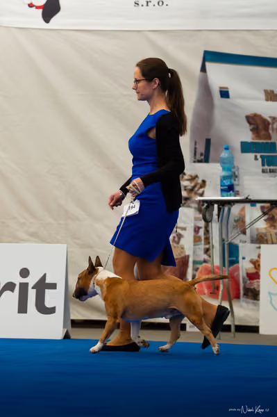 For Pets Cup – DOSPĚLÝ