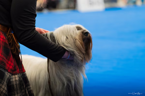 For Pets Cup – DOSPĚLÝ