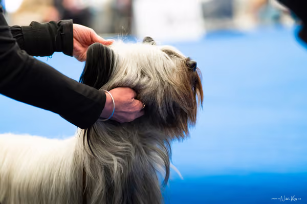 For Pets Cup – DOSPĚLÝ