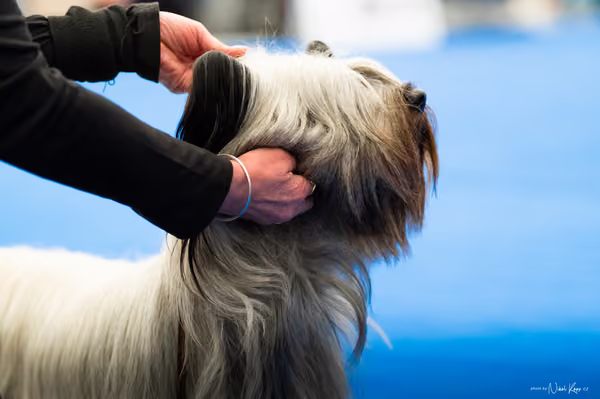For Pets Cup – DOSPĚLÝ