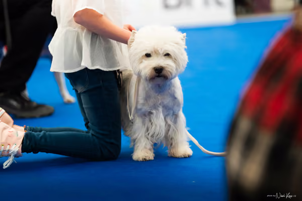 For Pets Cup – DOSPĚLÝ