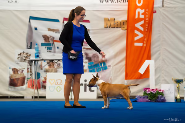 For Pets Cup – DOSPĚLÝ