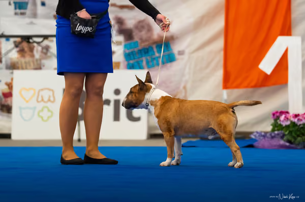 For Pets Cup – DOSPĚLÝ