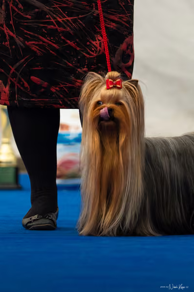 For Pets Cup – DOSPĚLÝ