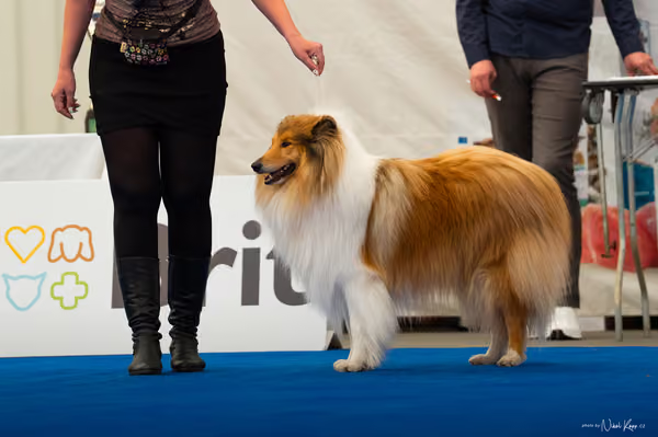 For Pets Cup — DSC03990