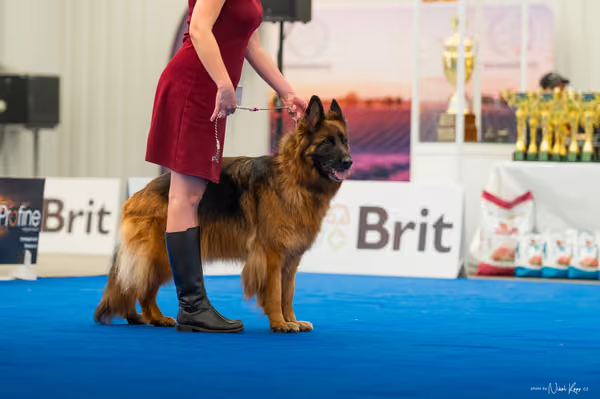 For Pets Cup – DOSPĚLÝ