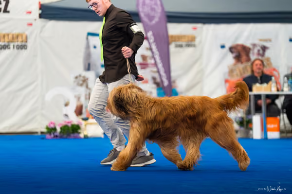 For Pets Cup – DOSPĚLÝ