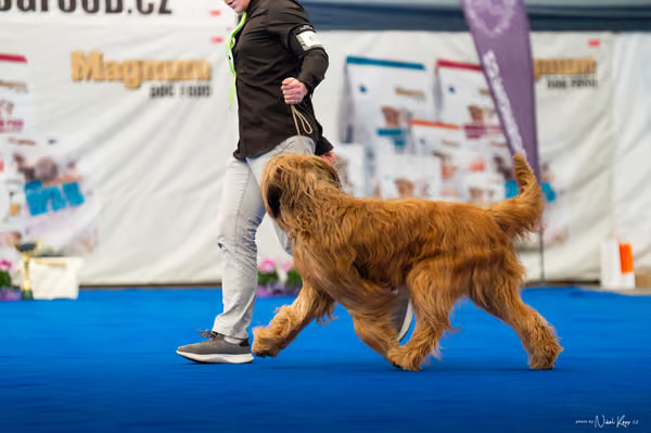 For Pets Cup – DOSPĚLÝ