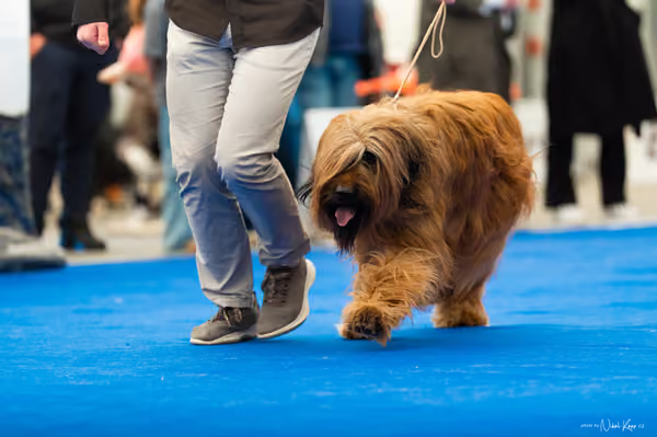 For Pets Cup – DOSPĚLÝ