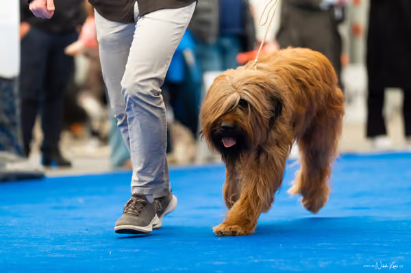For Pets Cup – DOSPĚLÝ