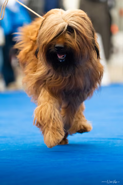 For Pets Cup – DOSPĚLÝ