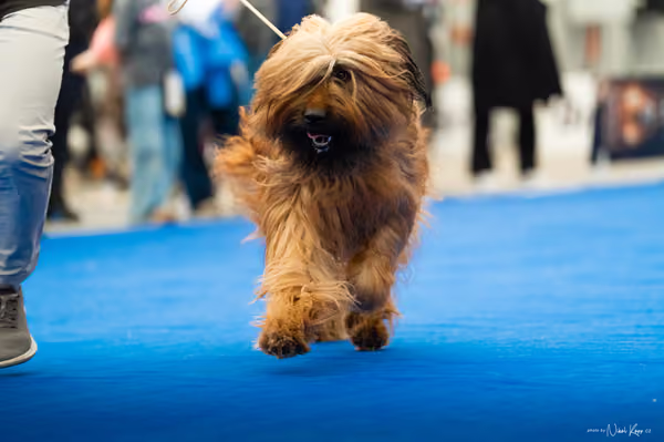 For Pets Cup – DOSPĚLÝ