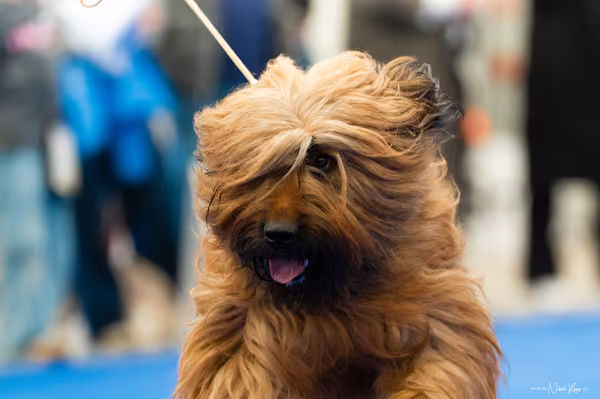 For Pets Cup – DOSPĚLÝ