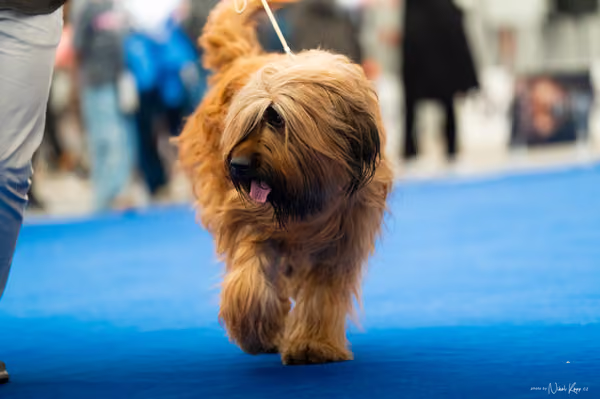 For Pets Cup – DOSPĚLÝ